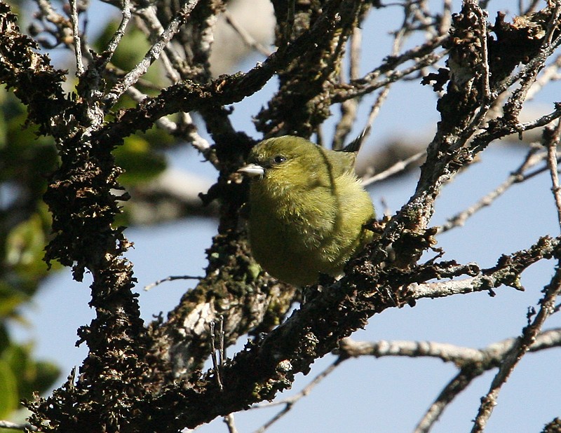 Akekee - Michael Walther