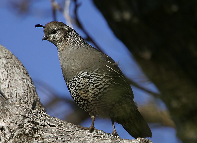 California Quail - Michael Walther