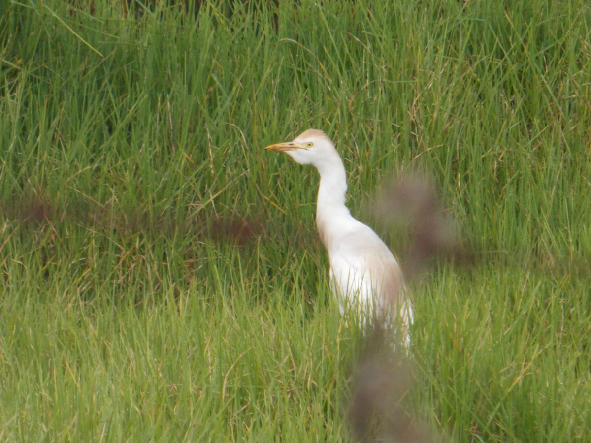 Western Cattle Egret - ML98341141