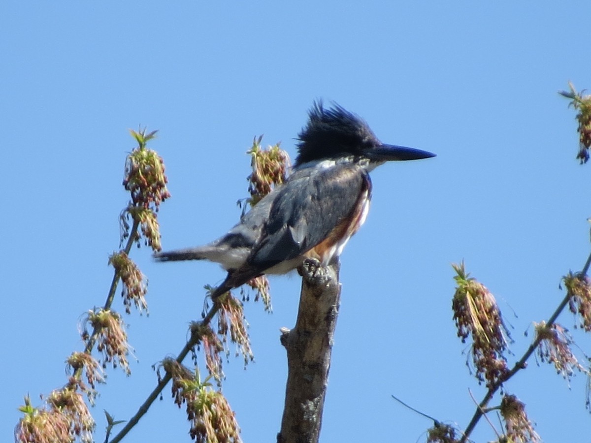 Belted Kingfisher - Jerry Smith