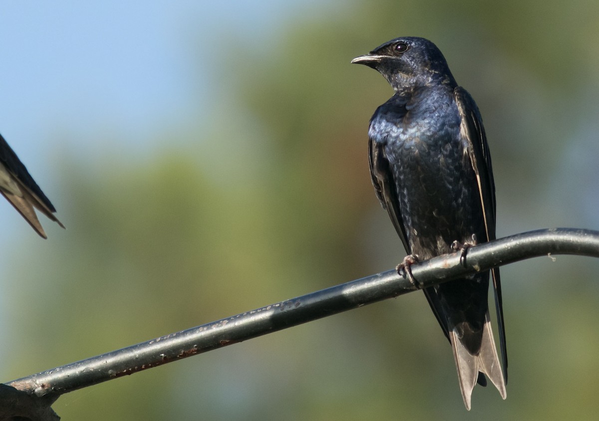 Purple Martin - ML98342521