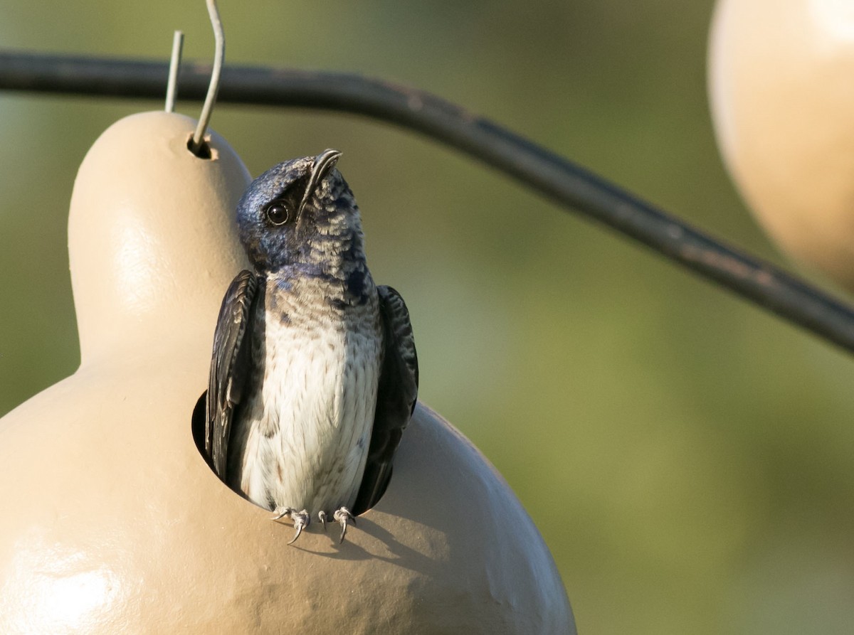 Purple Martin - Andrew Dreelin