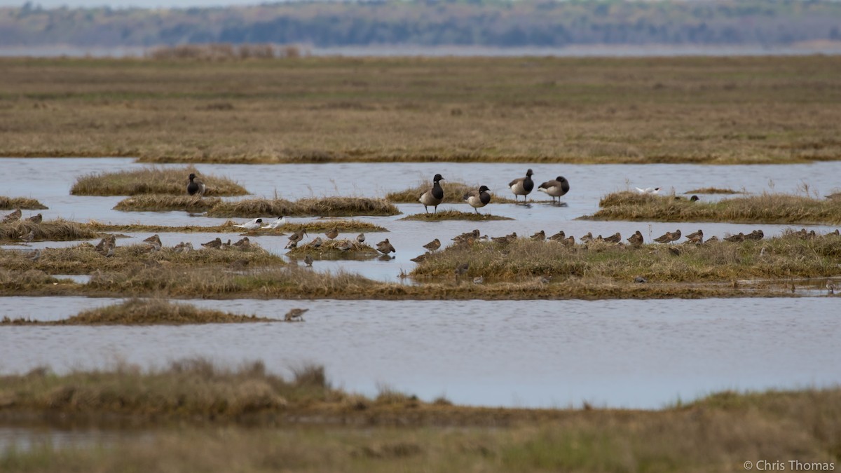 Short-billed Dowitcher - Chris Thomas