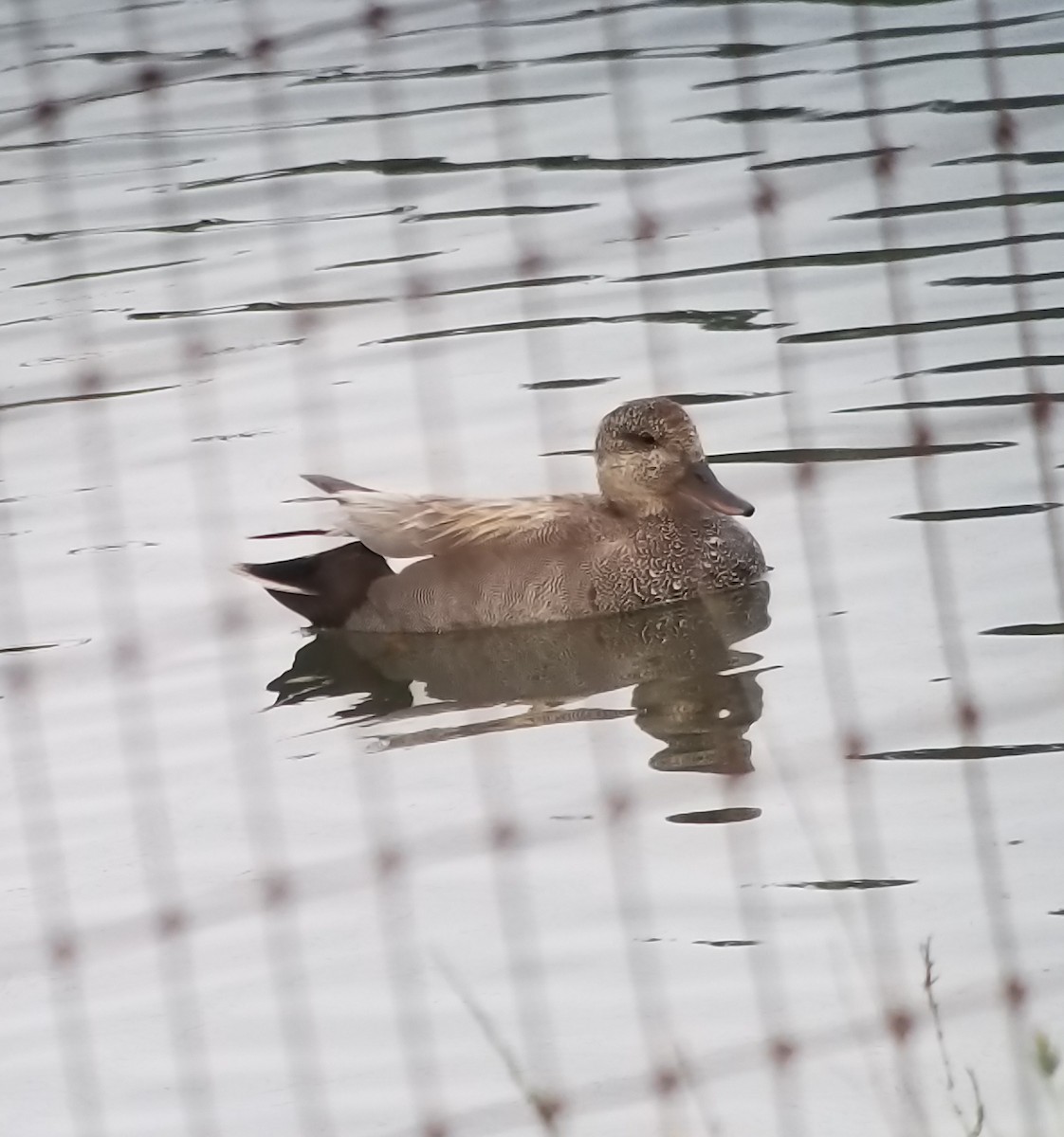 Gadwall - ML98343111