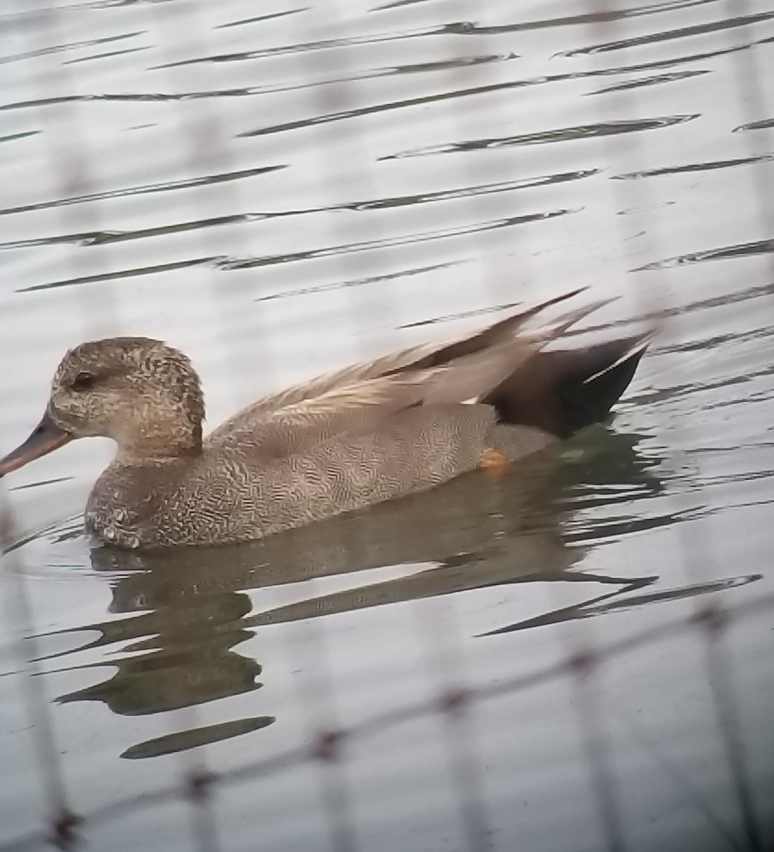 Gadwall - Donald Pendleton