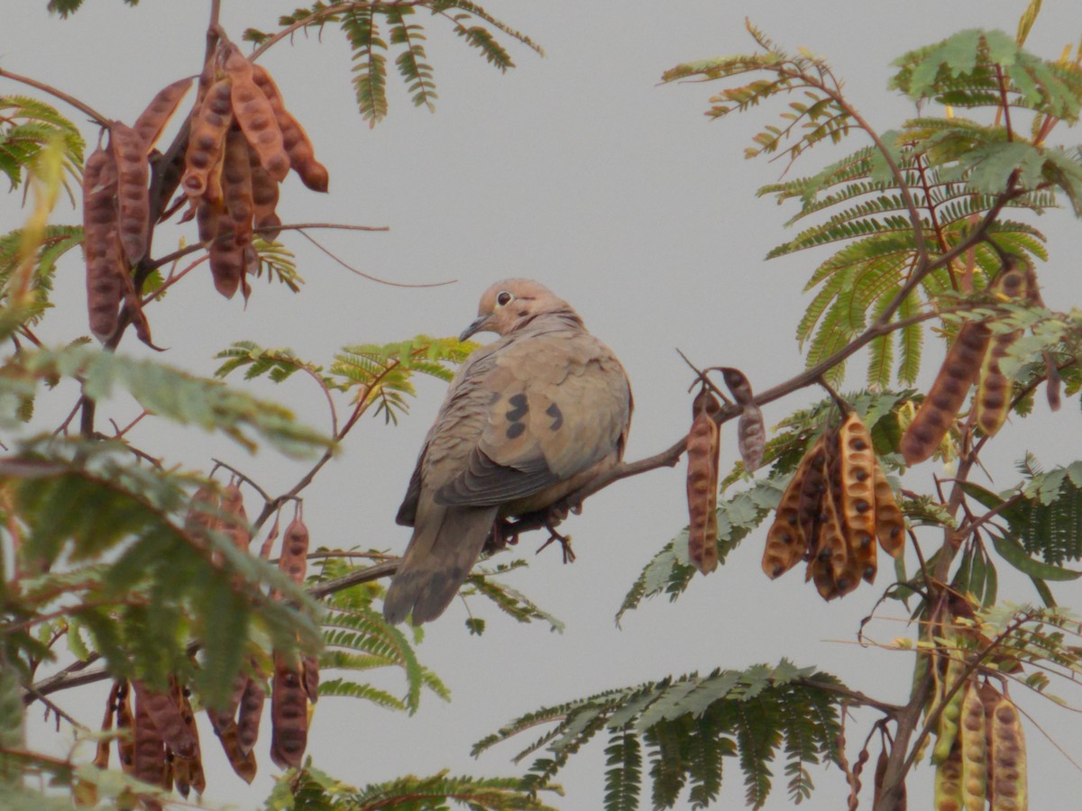 Eared Dove - ML98344291