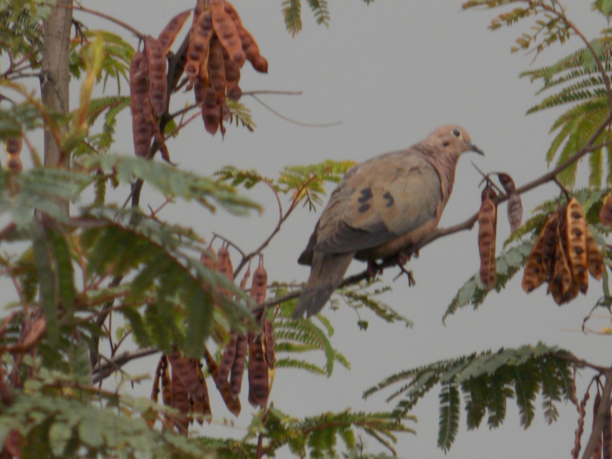 Eared Dove - ML98344331