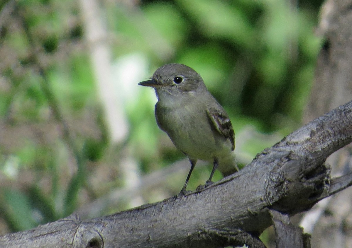 Gray Flycatcher - Matthew Grube