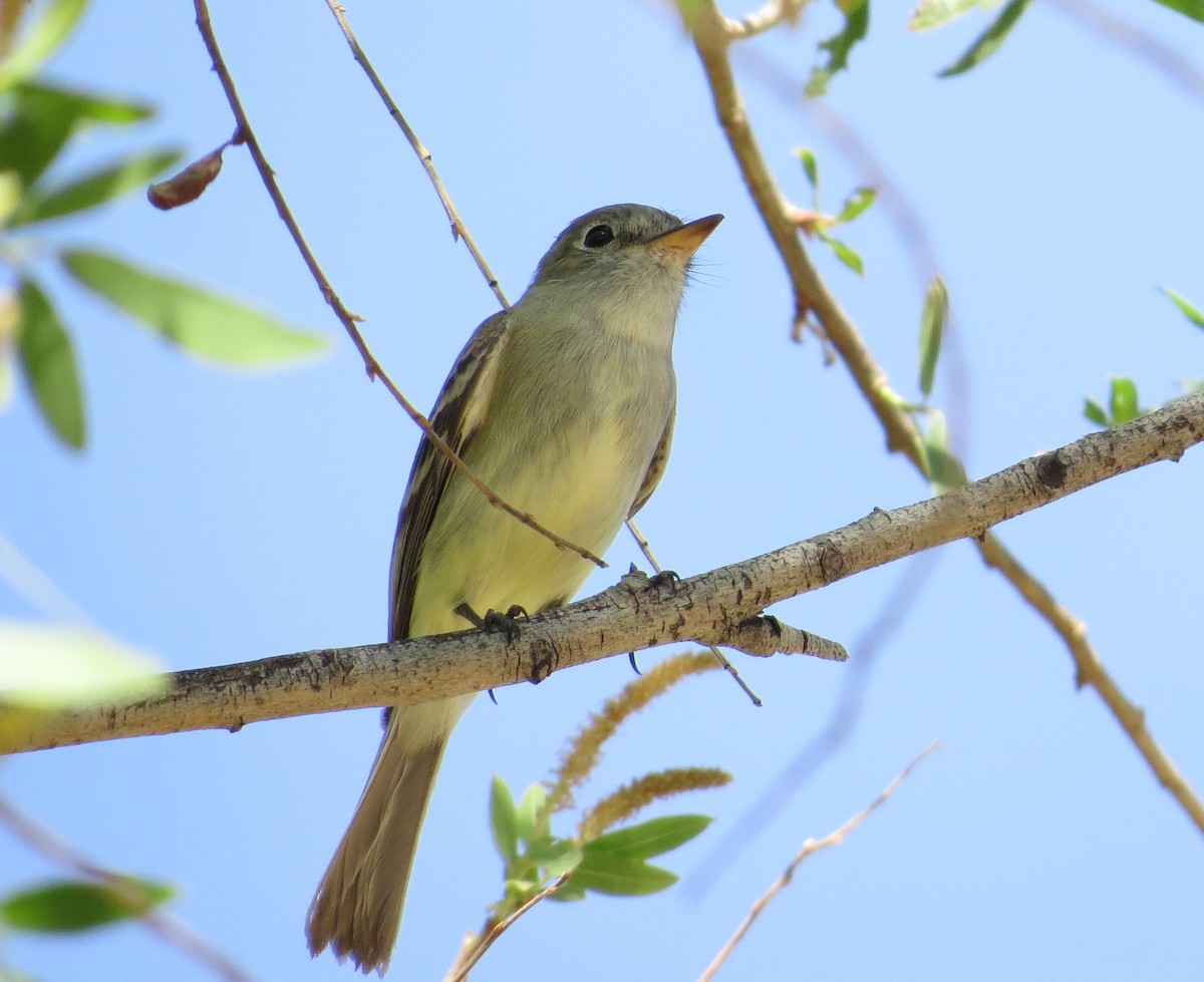 Gray Flycatcher - ML98345191