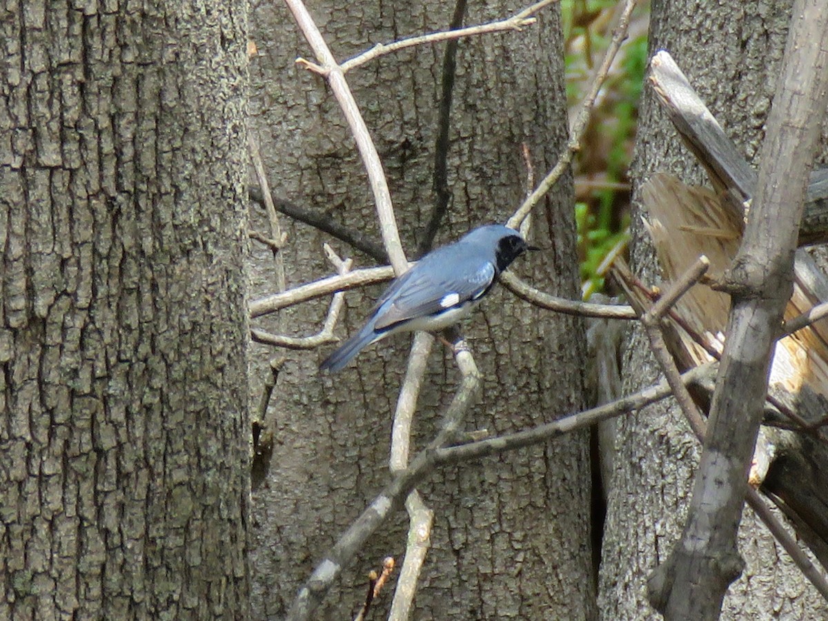 Black-throated Blue Warbler - ML98345231