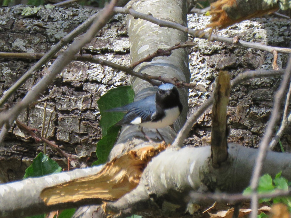 Black-throated Blue Warbler - ML98345271