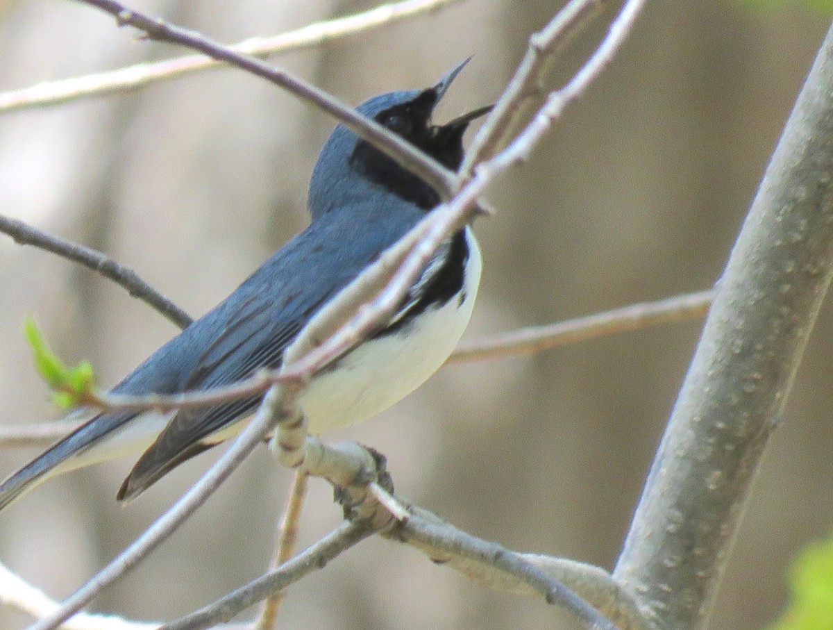 Black-throated Blue Warbler - ML98345281