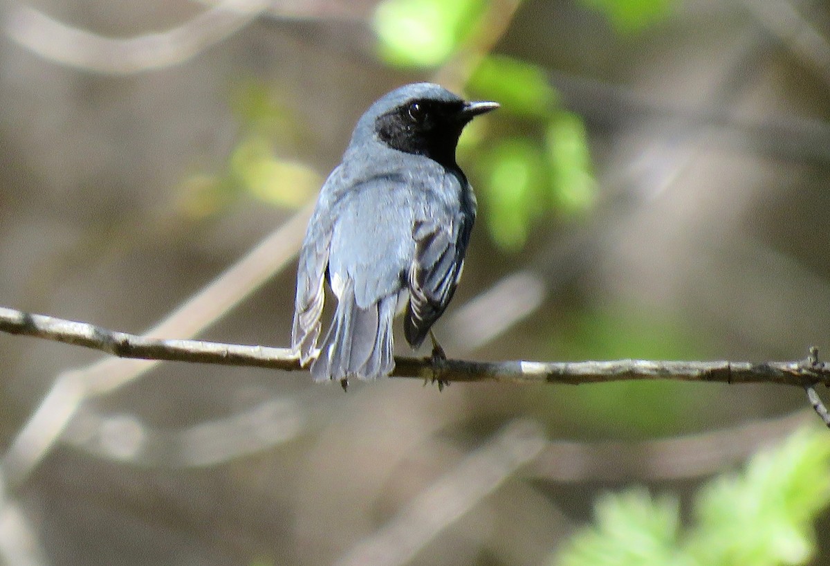 Black-throated Blue Warbler - ML98345291