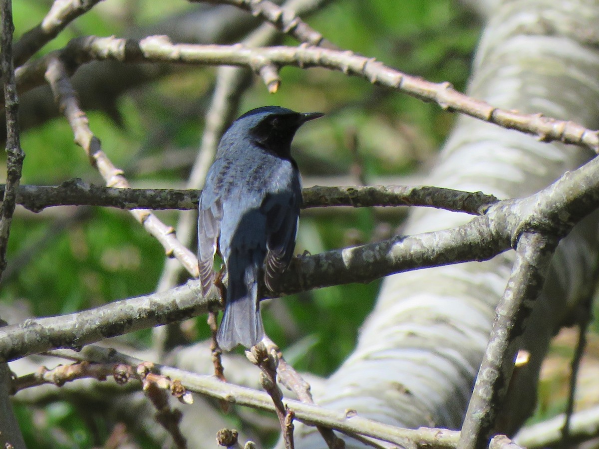 Black-throated Blue Warbler - ML98345321