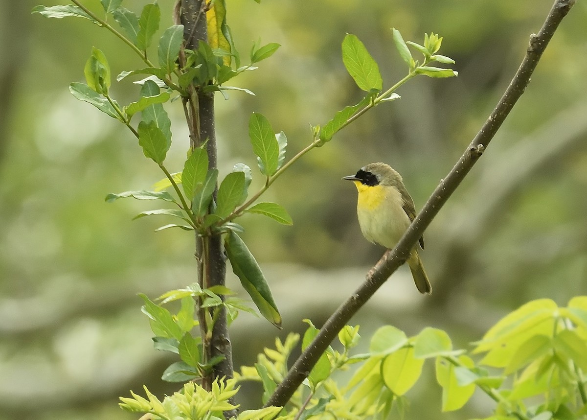 Common Yellowthroat - Donald Casavecchia