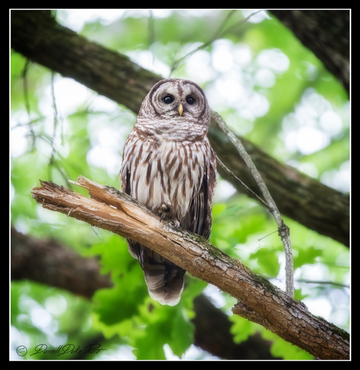 Barred Owl - ML98347191