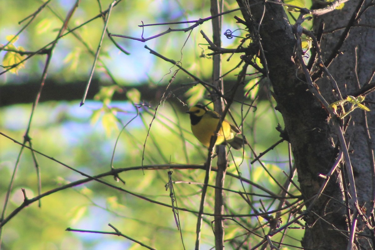 Hooded Warbler - ML98347361