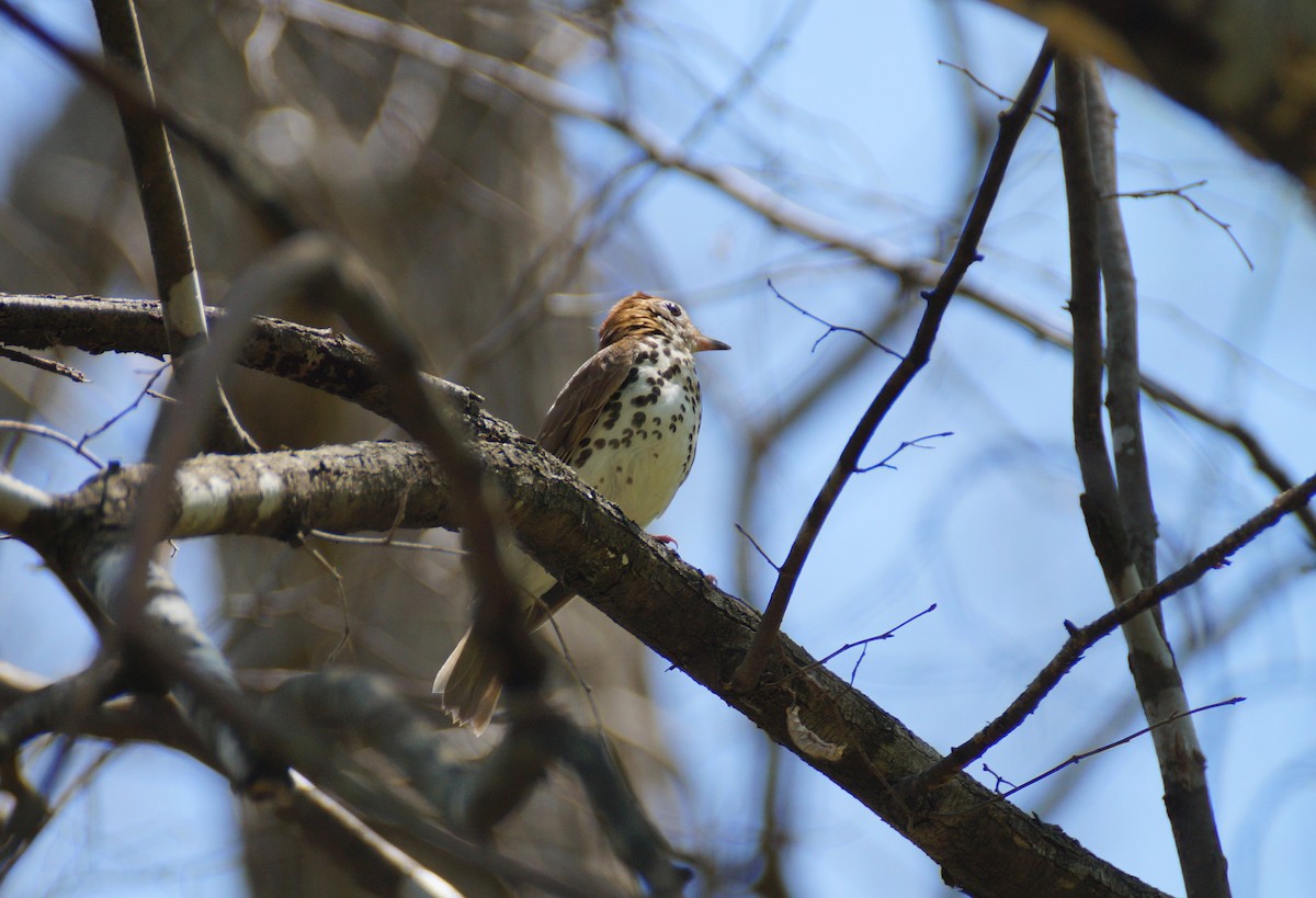 Wood Thrush - ML98347831