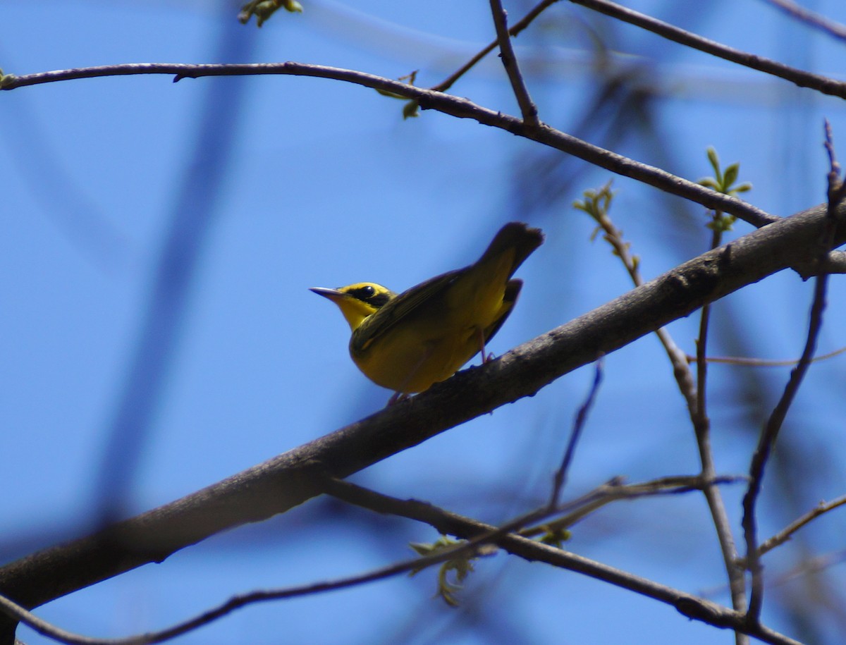 Kentucky Warbler - ML98347861