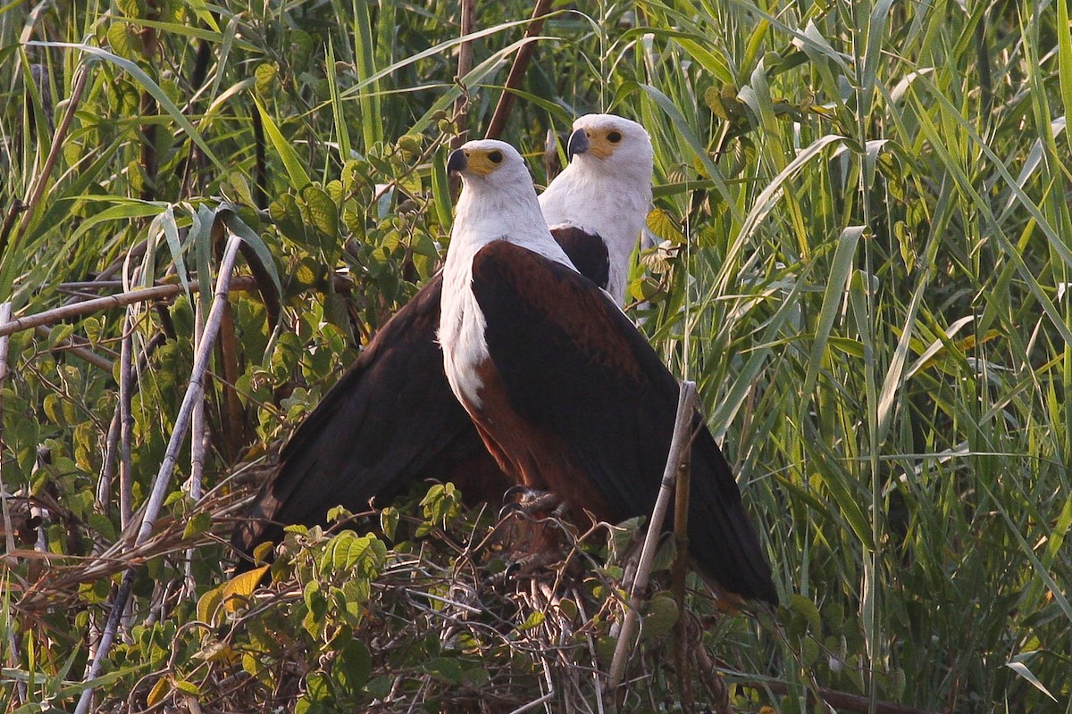 Schreiseeadler - ML98348991