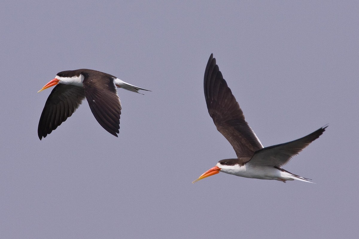 African Skimmer - ML98349561