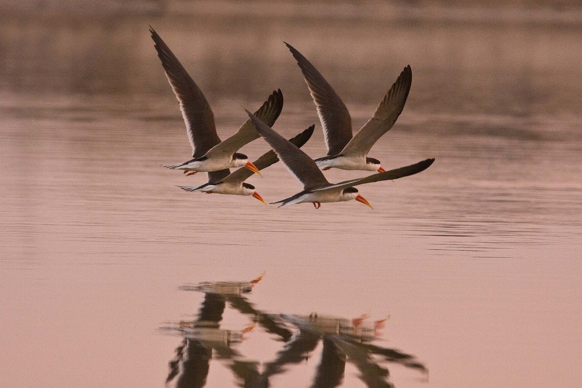 African Skimmer - ML98349701