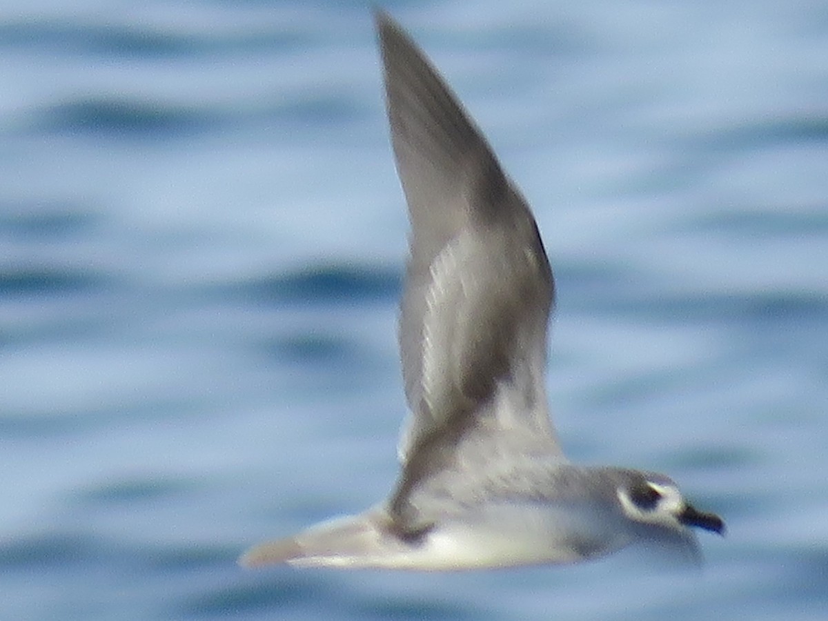 Masatierra Petrel - ML98350801