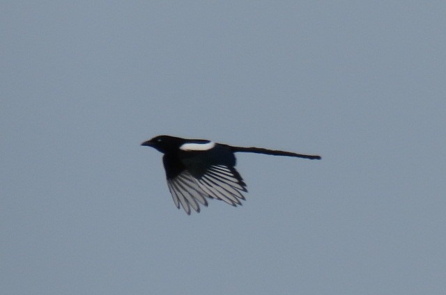 Black-billed Magpie - ML98350881