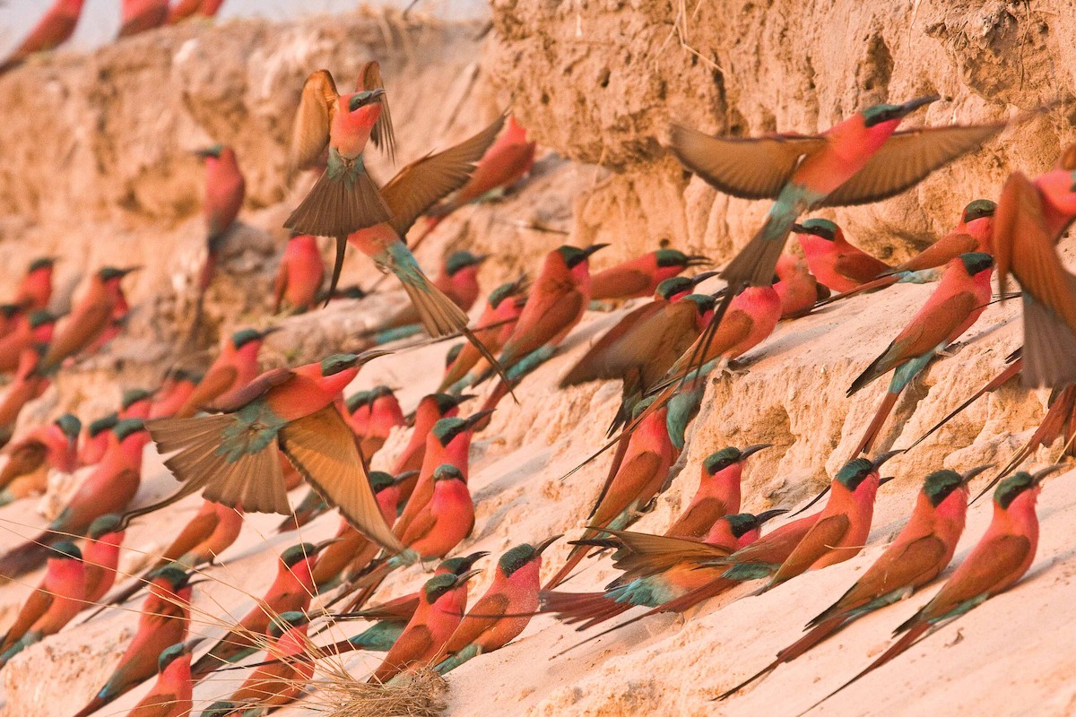 Southern Carmine Bee-eater - ML98351451