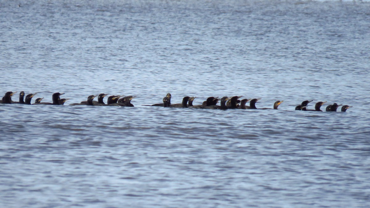 Neotropic Cormorant - ML98352231