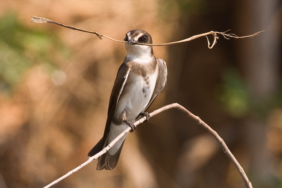 Banded Martin - ML98352261