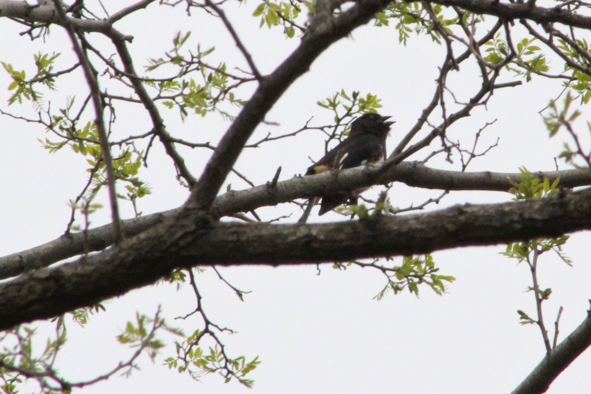 Eastern Towhee (Red-eyed) - ML98356061
