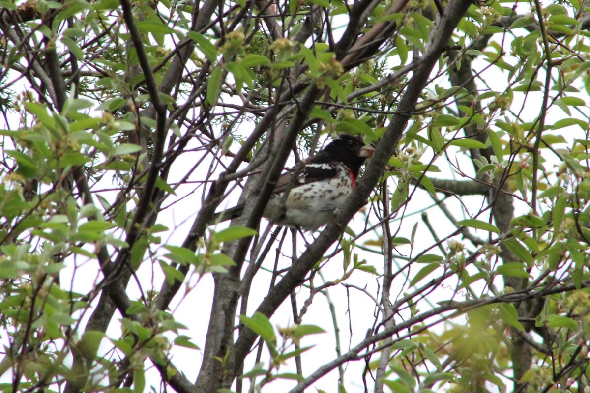 Rose-breasted Grosbeak - ML98356201