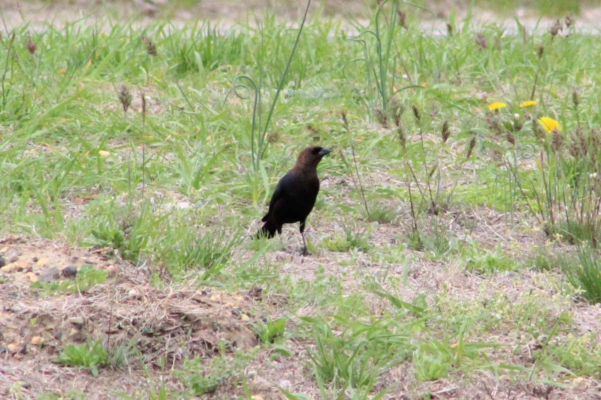 Brown-headed Cowbird - ML98356341