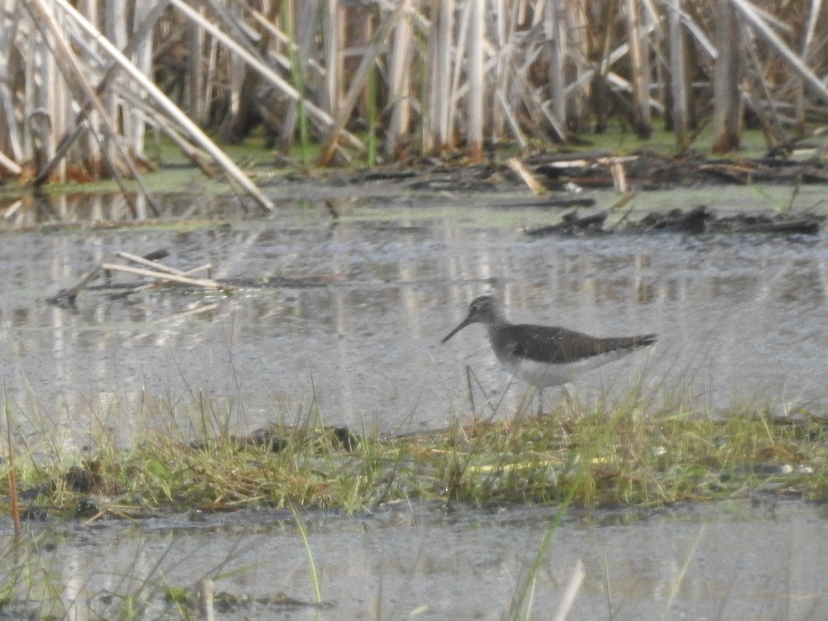 Solitary Sandpiper - Alan Green