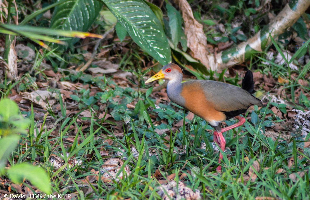 Russet-naped Wood-Rail - ML98358341