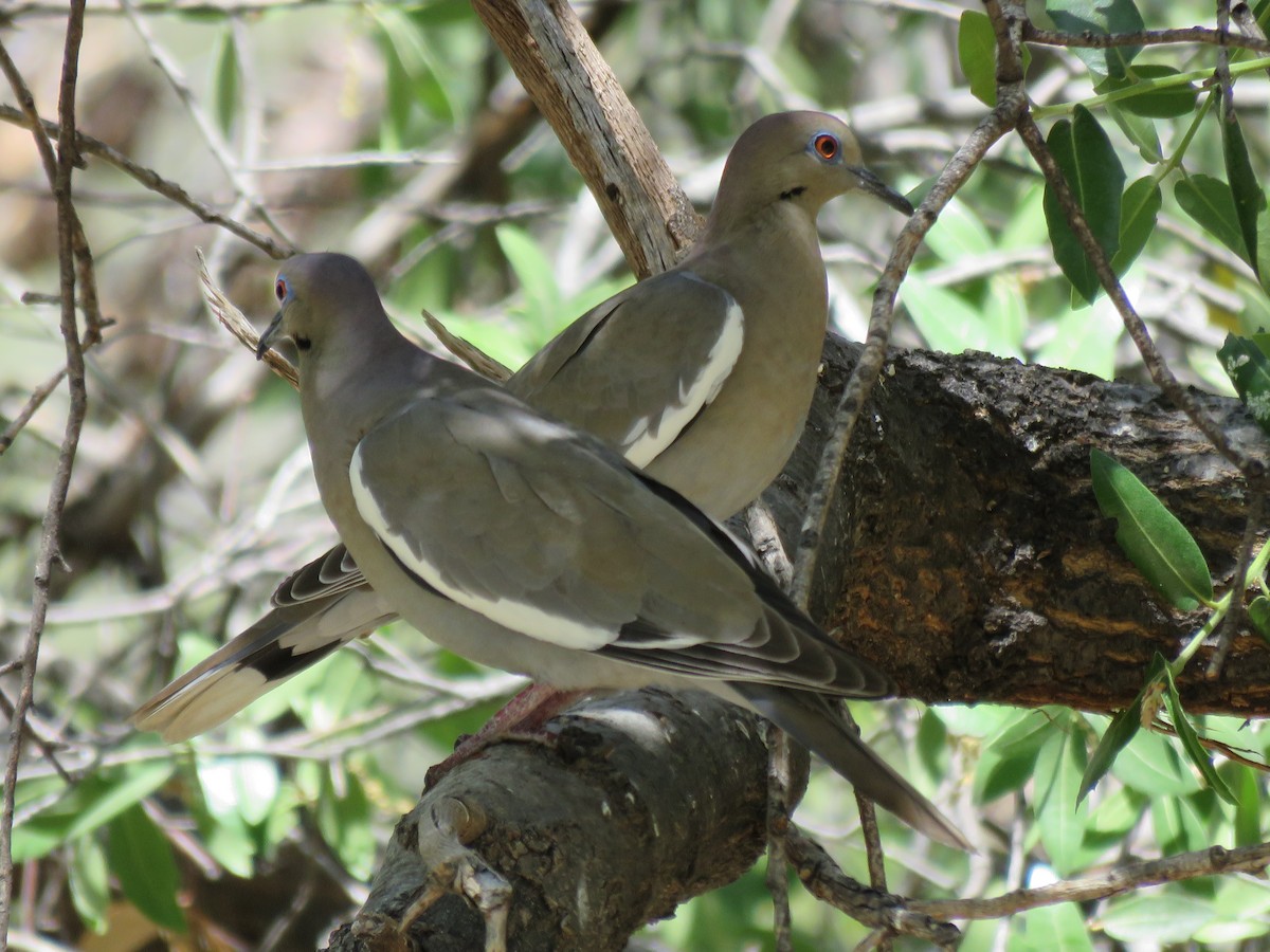 White-winged Dove - Debbie van Zyl