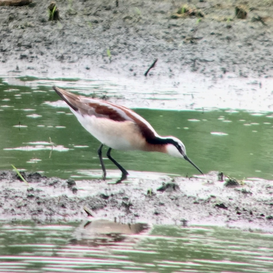 Wilson's Phalarope - ML98362391