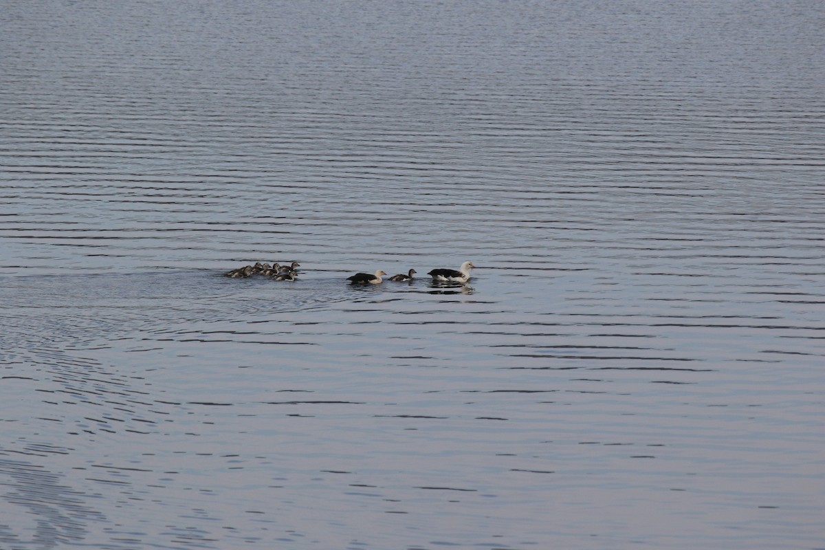 Andean Goose - ML98362841