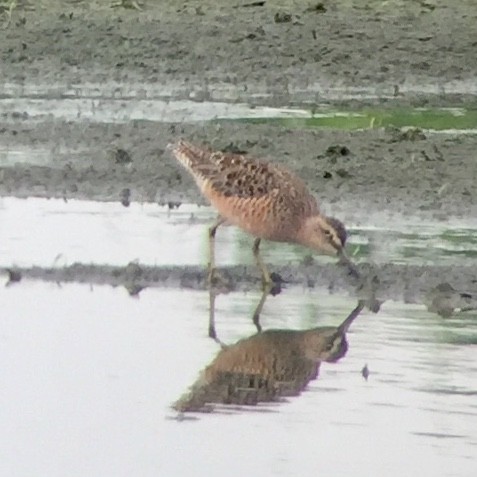 Long-billed Dowitcher - Mark Greene