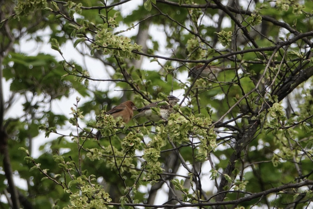 Blue Grosbeak - ML98363931