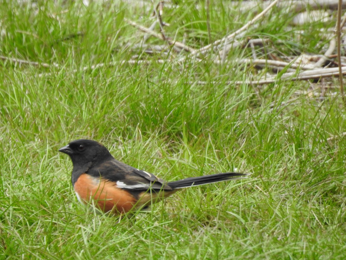 Eastern Towhee - Sandi Jacques