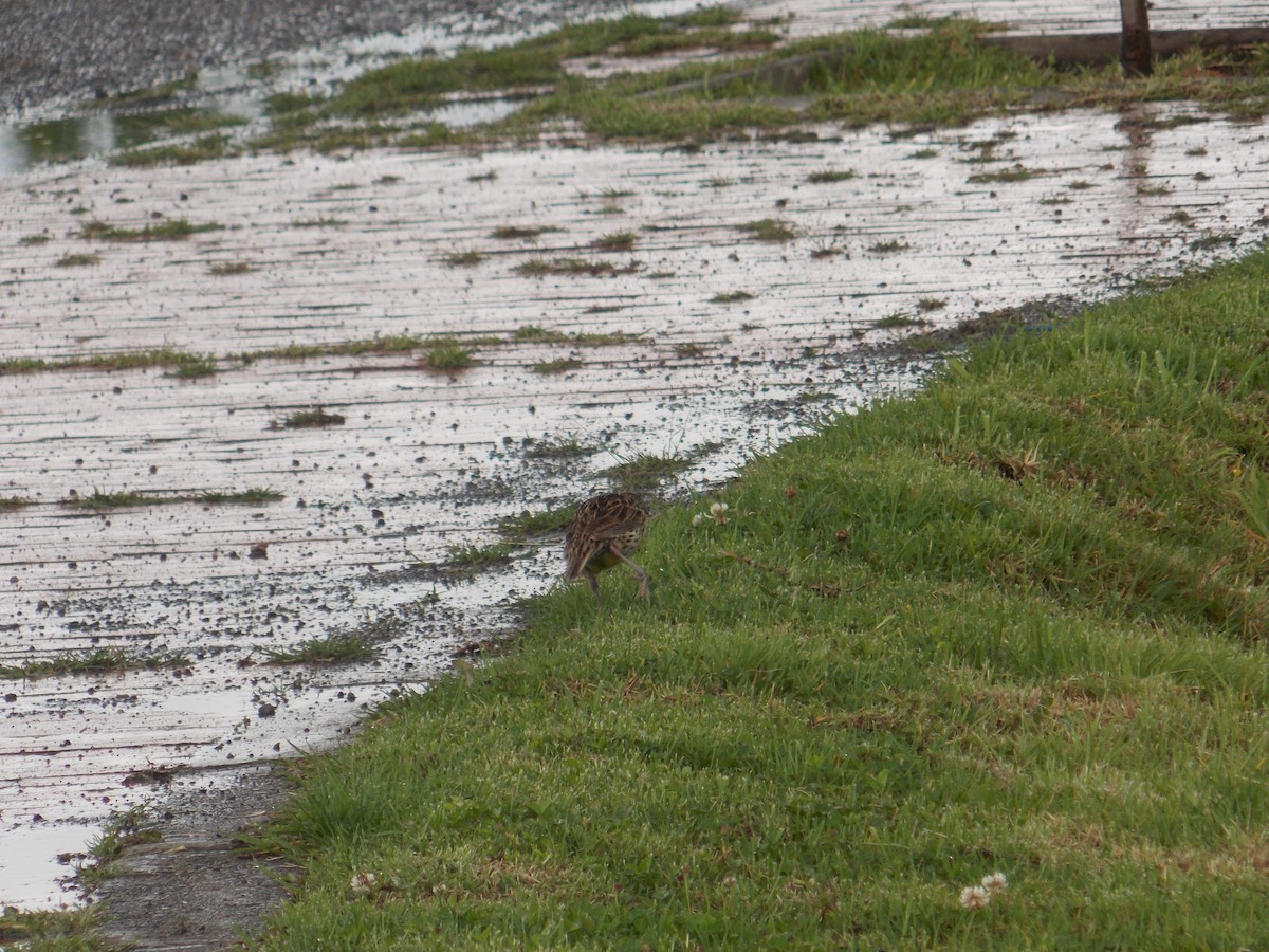 Eastern Meadowlark - ML98365381