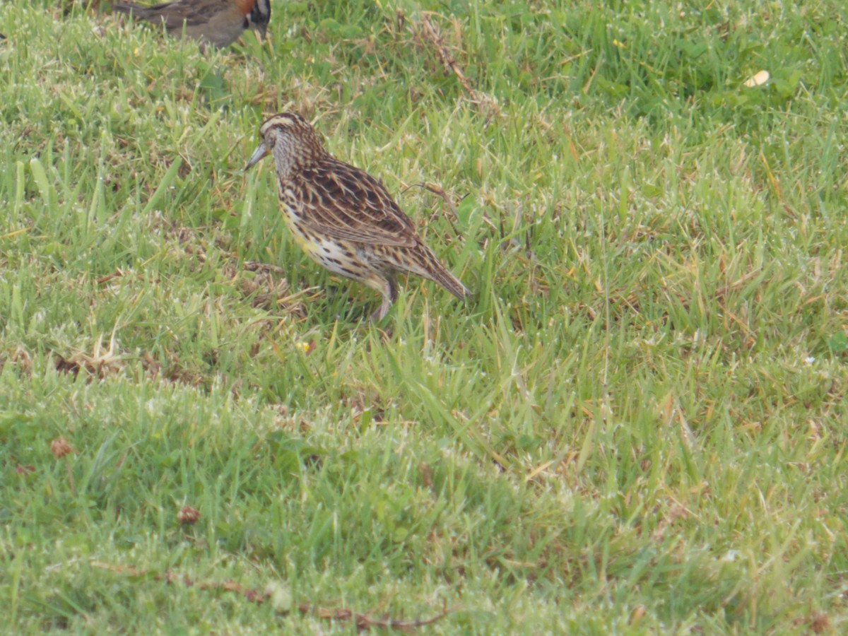 Eastern Meadowlark - ML98365391