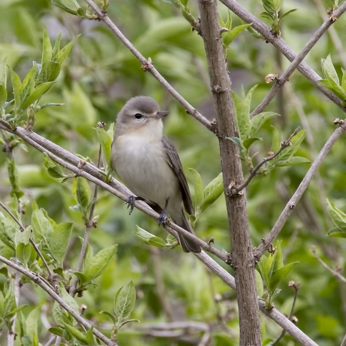 Warbling Vireo - ML98365911