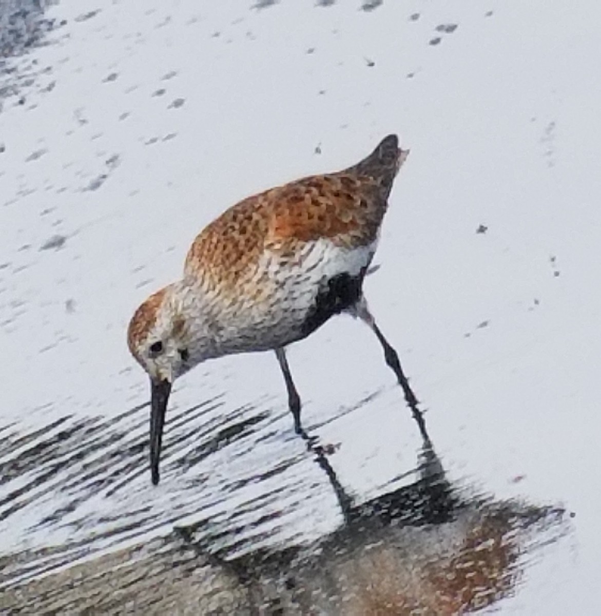 Dunlin - ML98366041