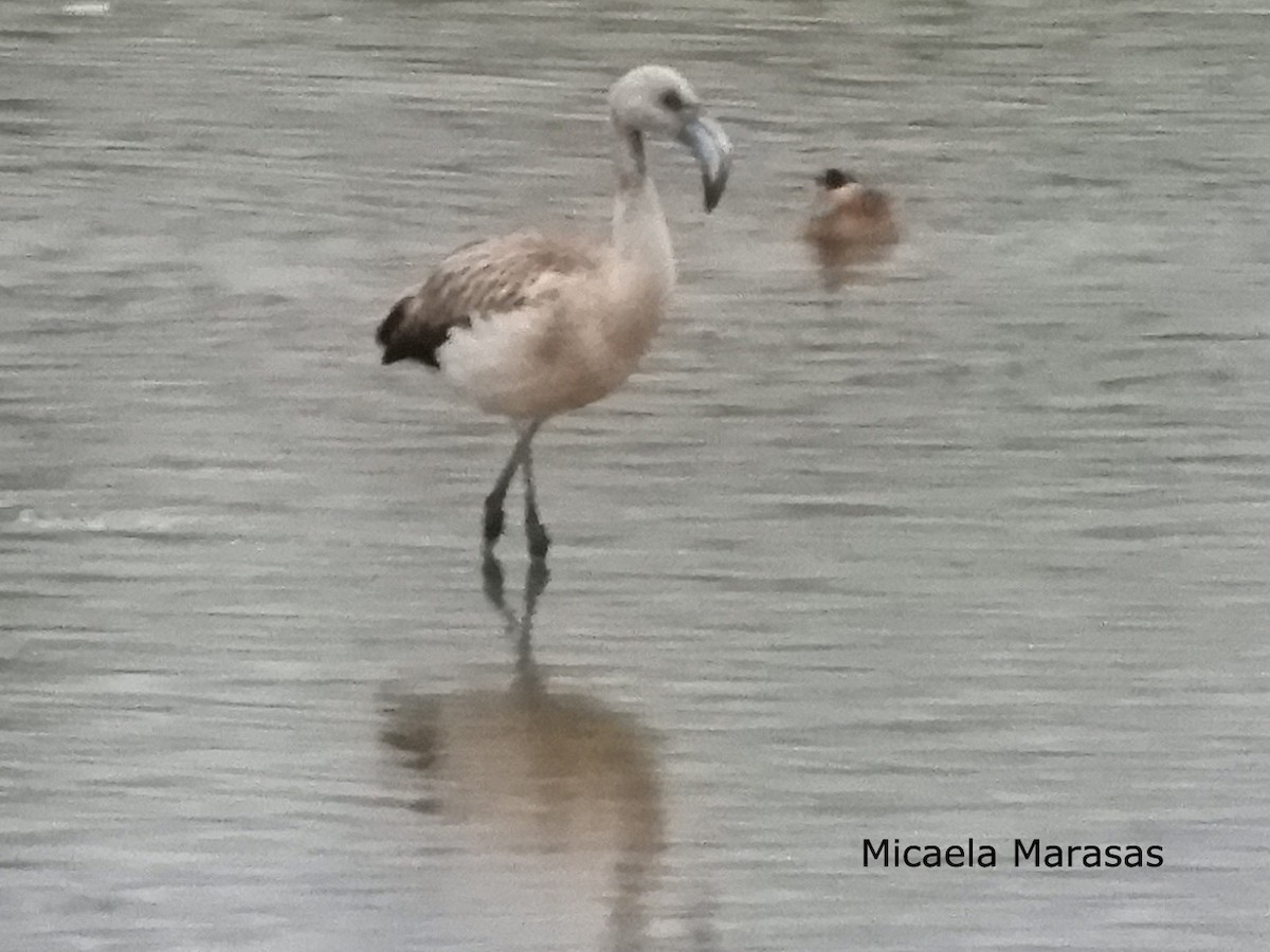 Chilean Flamingo - ML98368011