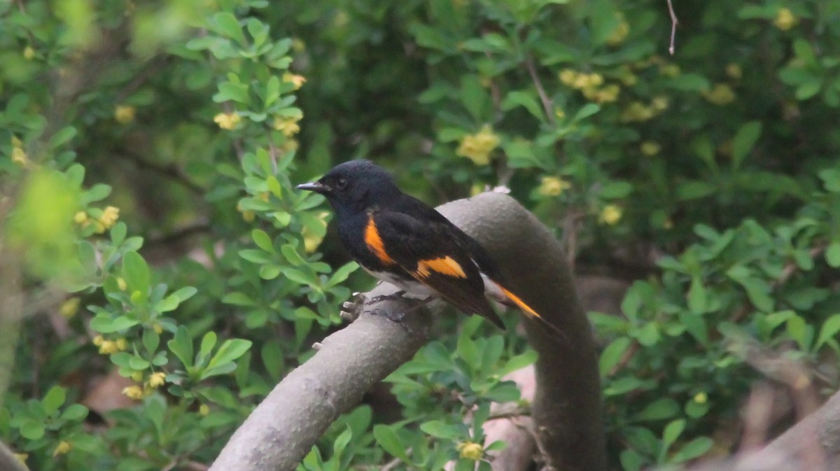 American Redstart - ML98368051