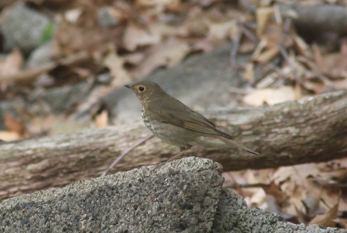 Swainson's Thrush - ML98368601