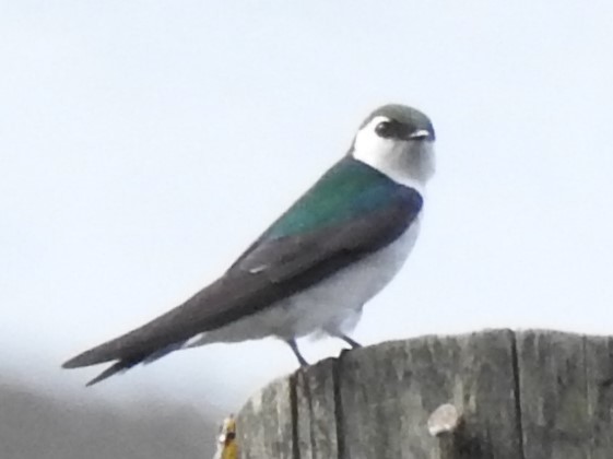 Violet-green Swallow - ML98372061